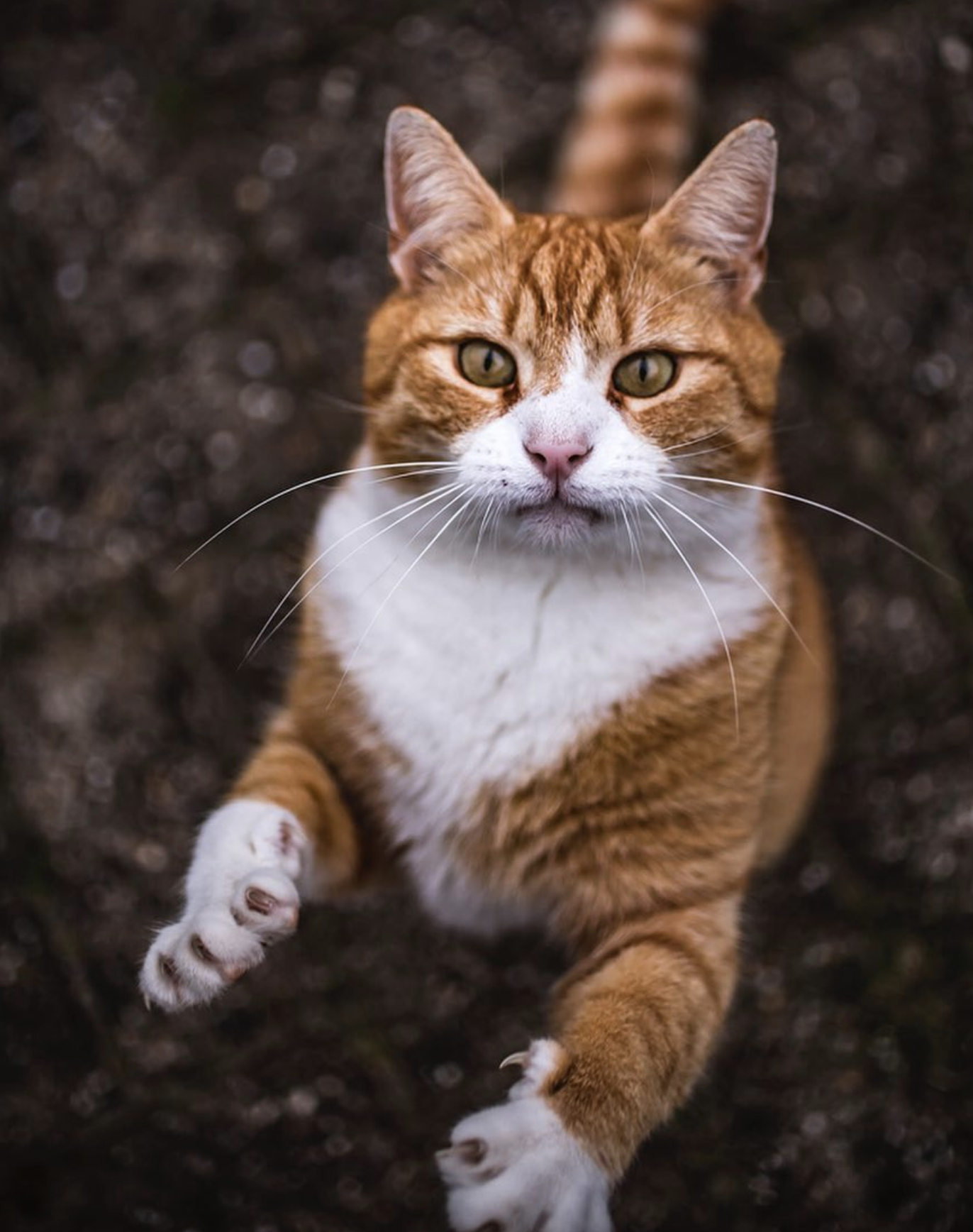 下来了bruce生活在混血猫tommie一个街区的流浪猫周末晚上来吸一只