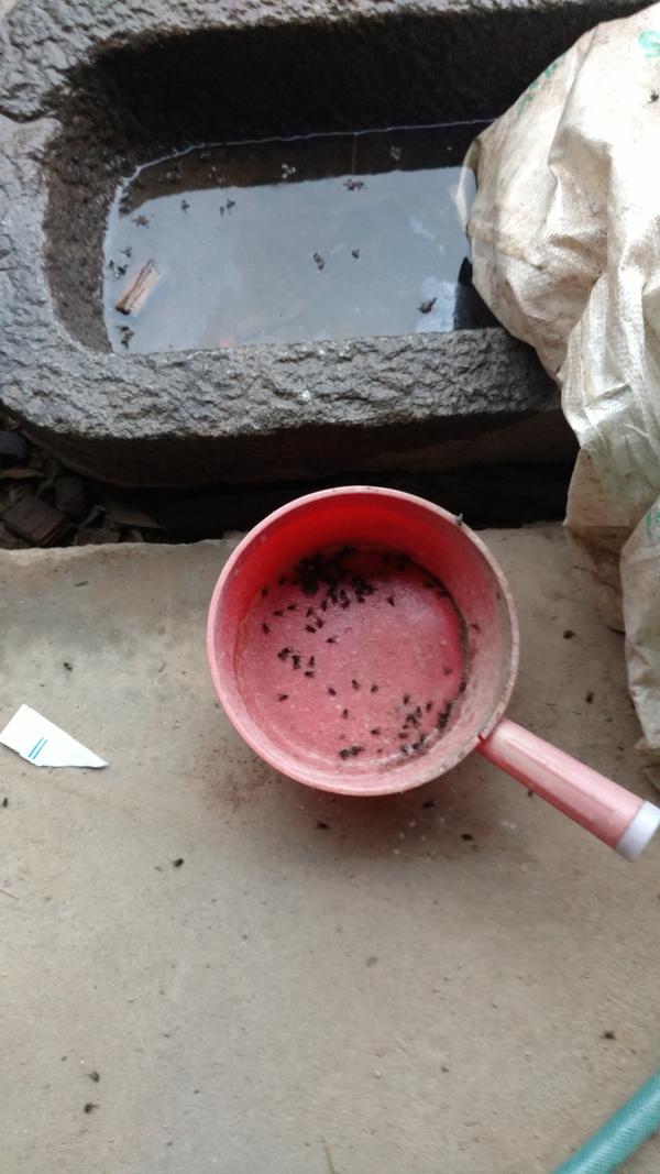 关于如何杀苍蝇全家的方法论证