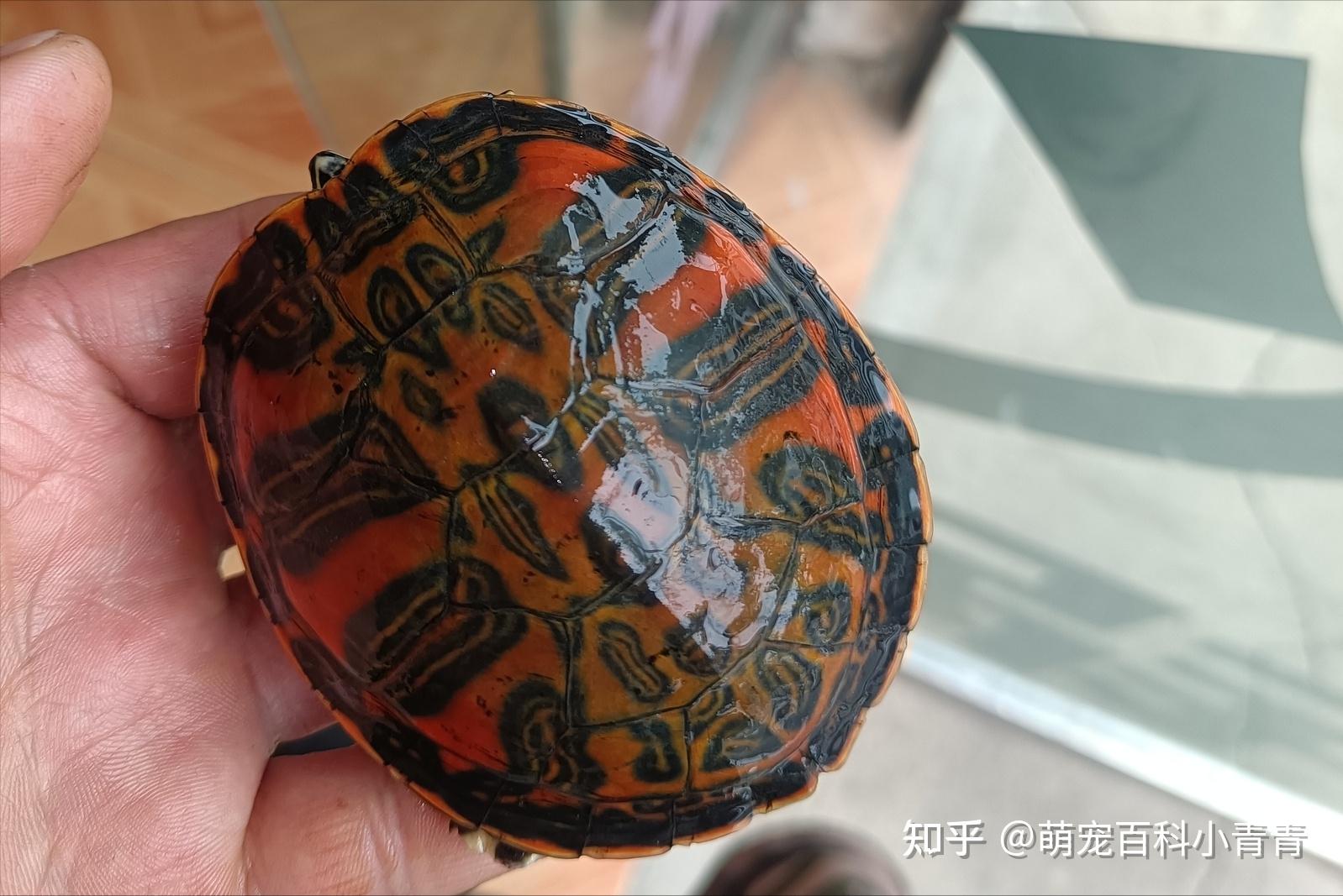 火焰龟是深水龟吗?火焰龟全方位科普介绍,一文搞懂火焰龟各方面 - 知乎