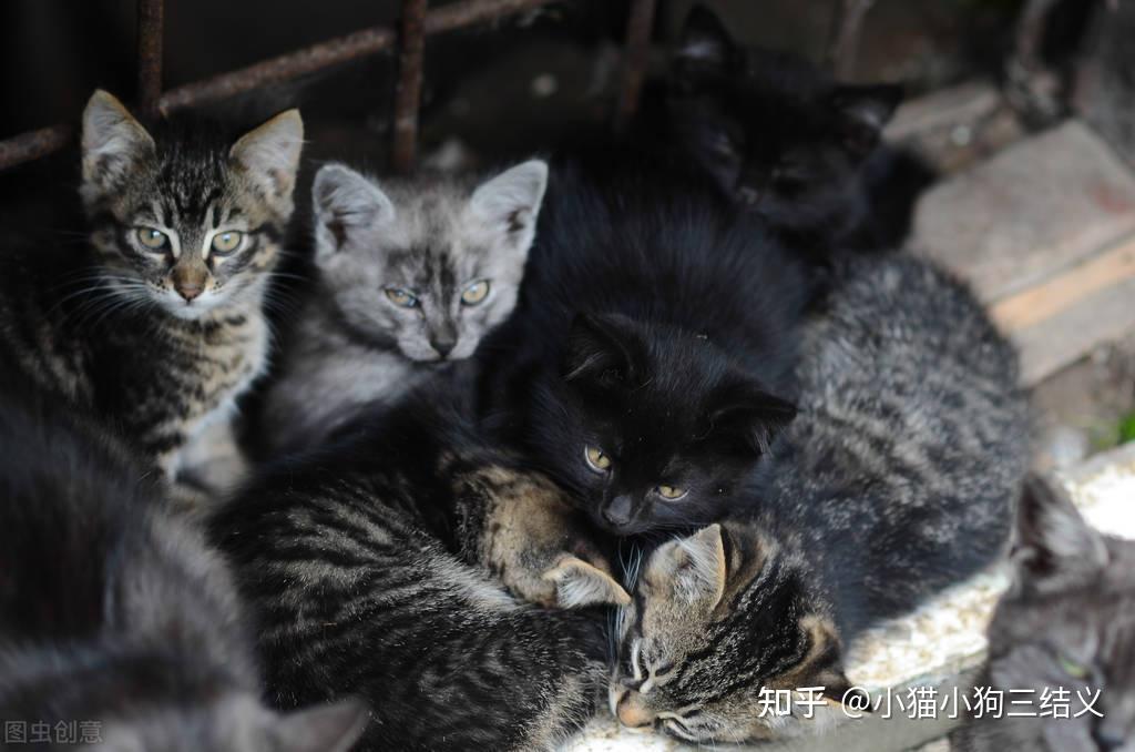 流浪猫之殇(一):流浪猫越来越多,来源有四个途径,你知道吗? - 知乎