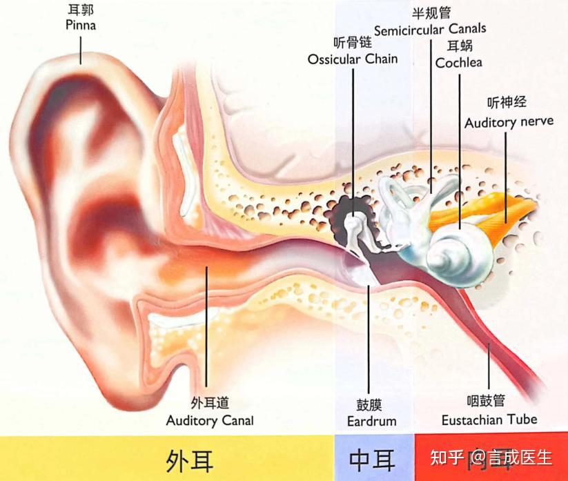 人工耳蜗和助听器的区别是什么?