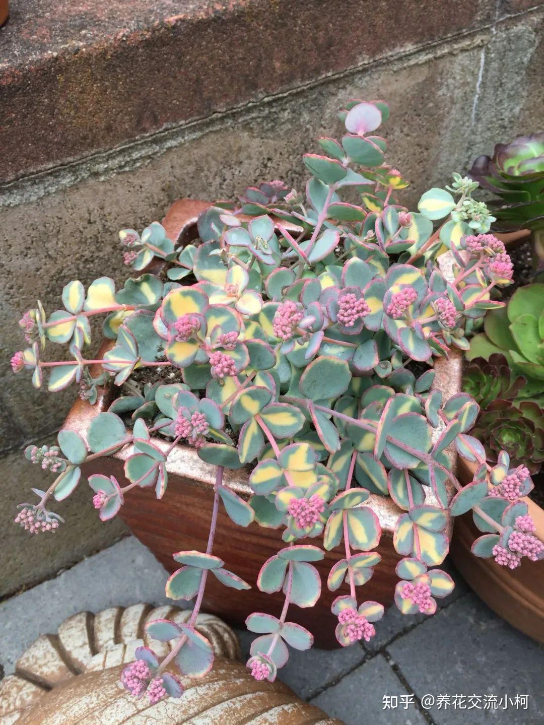 零下20多度冻不死的圆扇八宝开花媲美长寿花秋季叶子会变色