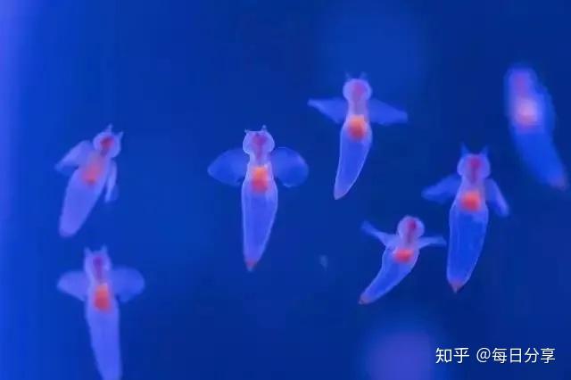 魔鬼的天使——“海天使” - 知乎