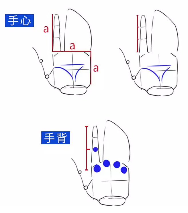 【板绘教程】手部怎么画好看?最详细的手部画法教程 - 知乎