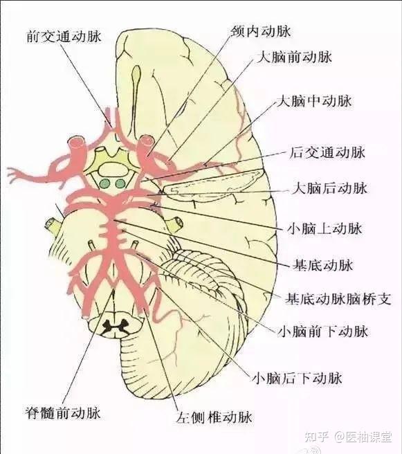 脑供血系统解剖 - 知乎