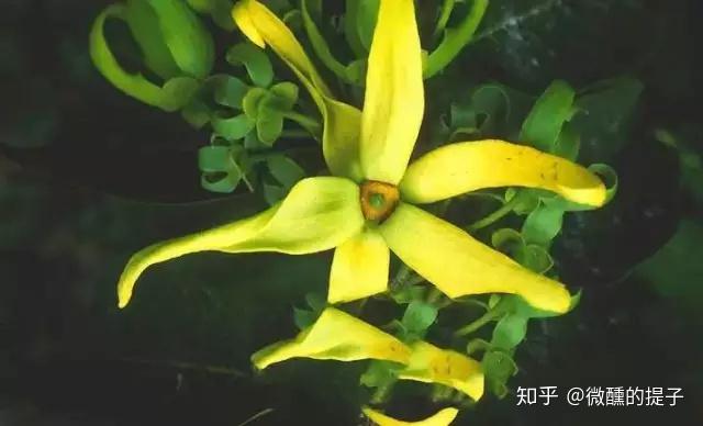依兰依兰精油的主要功效、推荐用法和小妙方 - 知乎