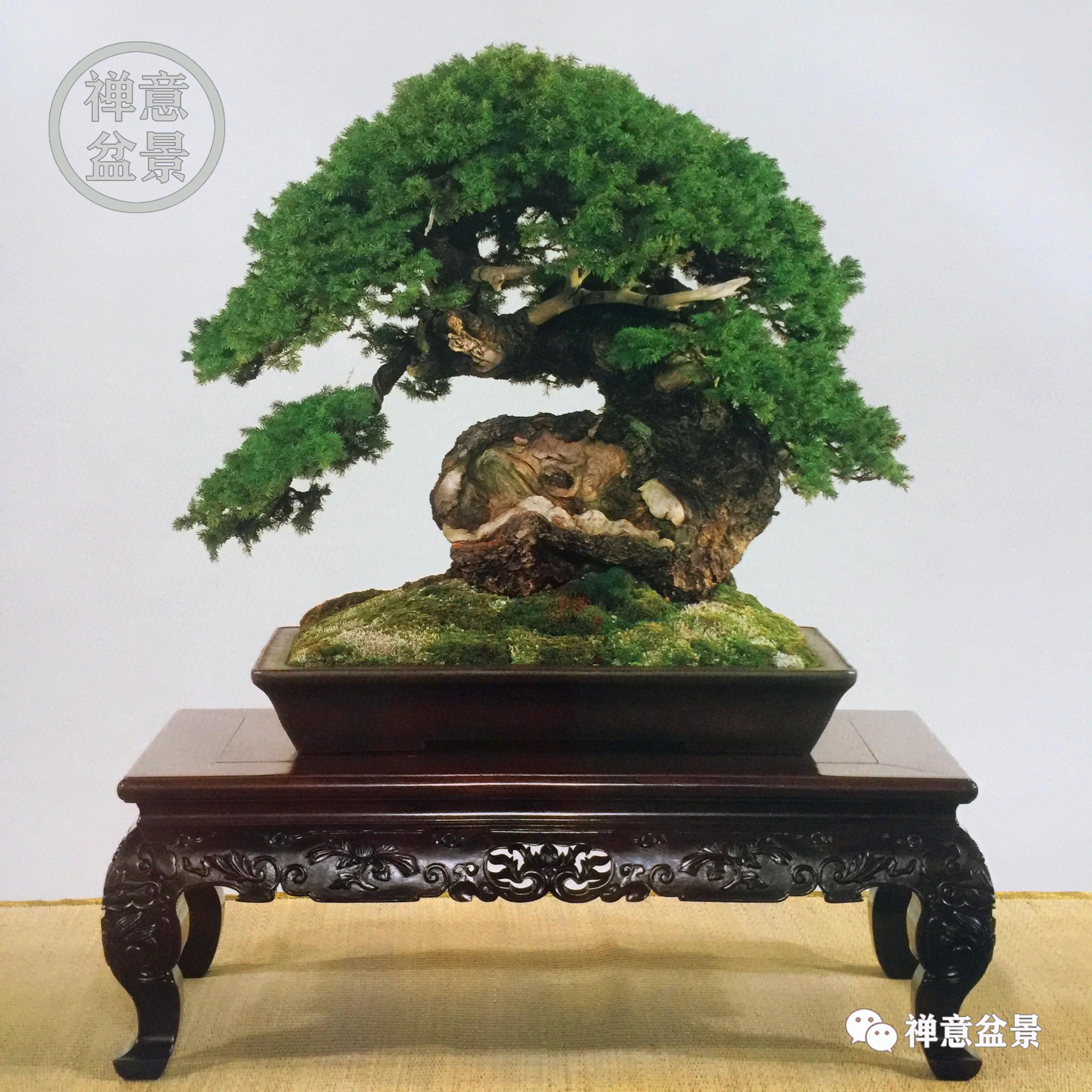 精品盆景图片大全欣赏