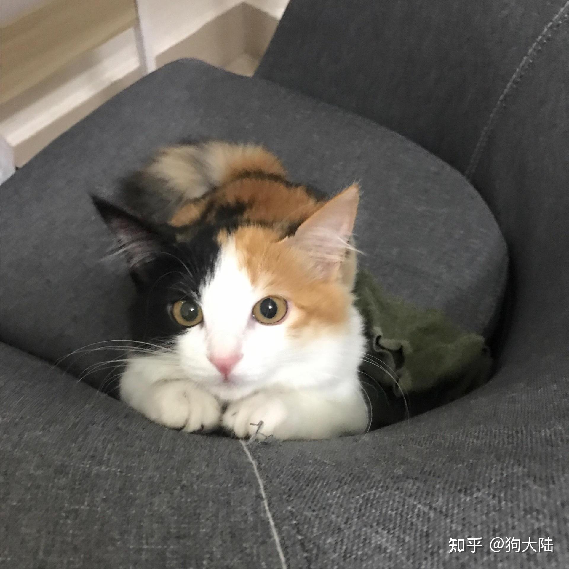 临时出差10天,给猫留足猫粮,回来后猫却不在了 - 知乎