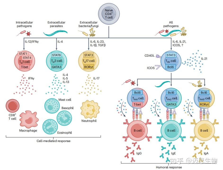 细胞毒性T细胞表面关键分子：CD4 - 知乎