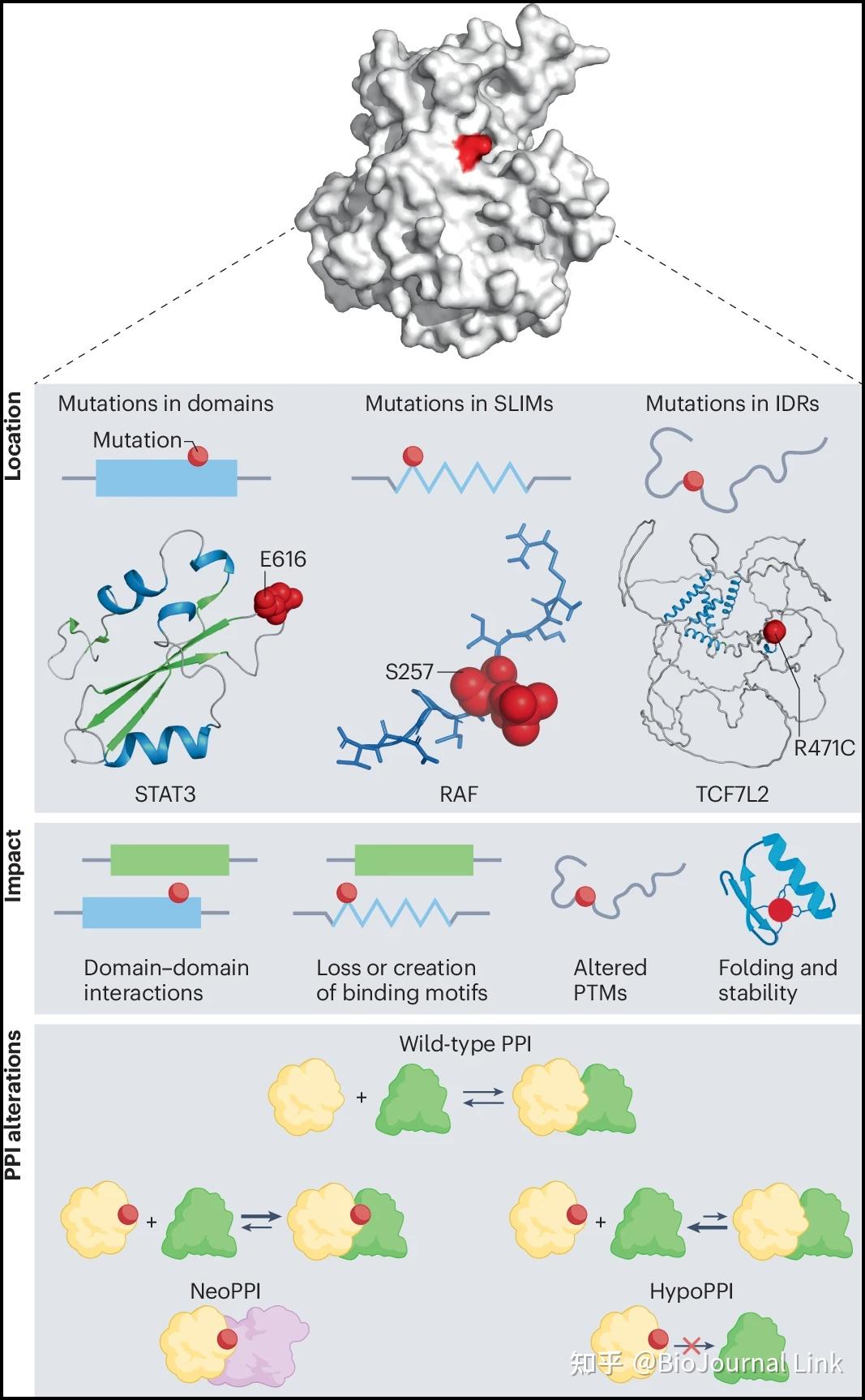 PPI | Nat.Rev.Cancer | 解码癌症基因组的功能影响通过蛋白质-蛋白质相互作用- 知乎