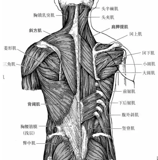 一份实用的背部训练参考计划，赶紧收藏！ - 知乎