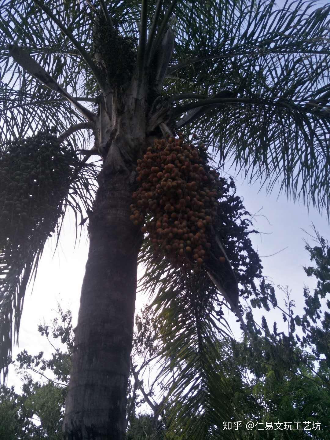 紫金鼠原粒 - 知乎