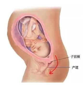 怎样才能怀孕生宝宝 v2-bb51d10d40d81e42923370feb4e32fc7_b.jpg