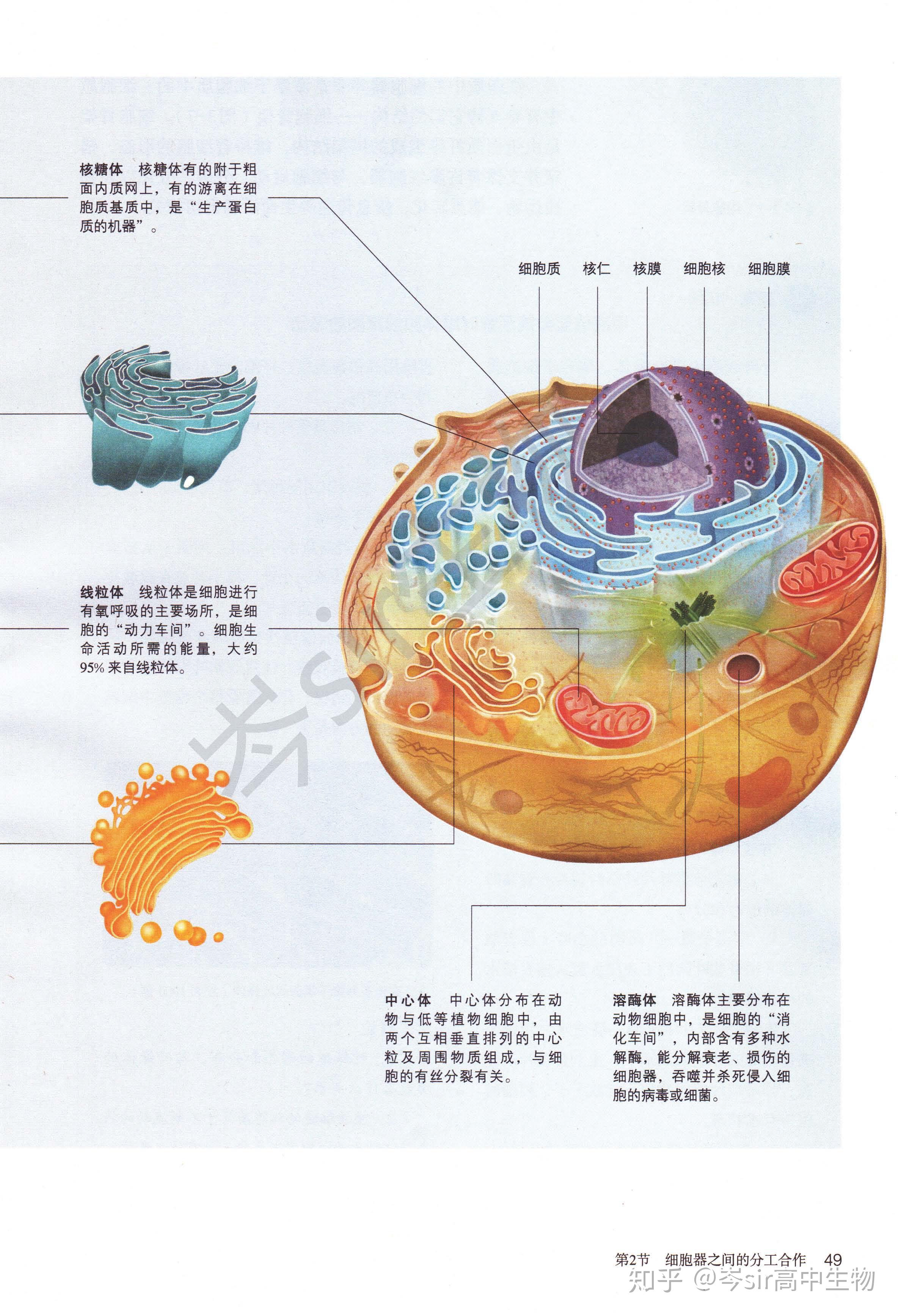 高中生物 新教材速读 必修1第3章第2节 细胞器之间的分工合作