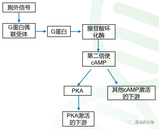 第一个发现的细胞内第二信号camp信号通路上