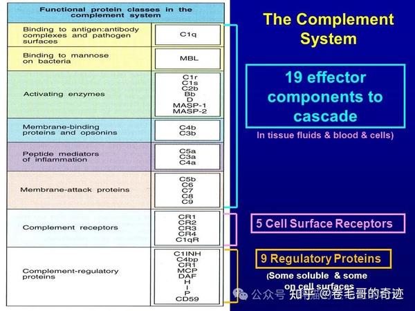 补体系统:机体免疫的重要防线 - 知乎