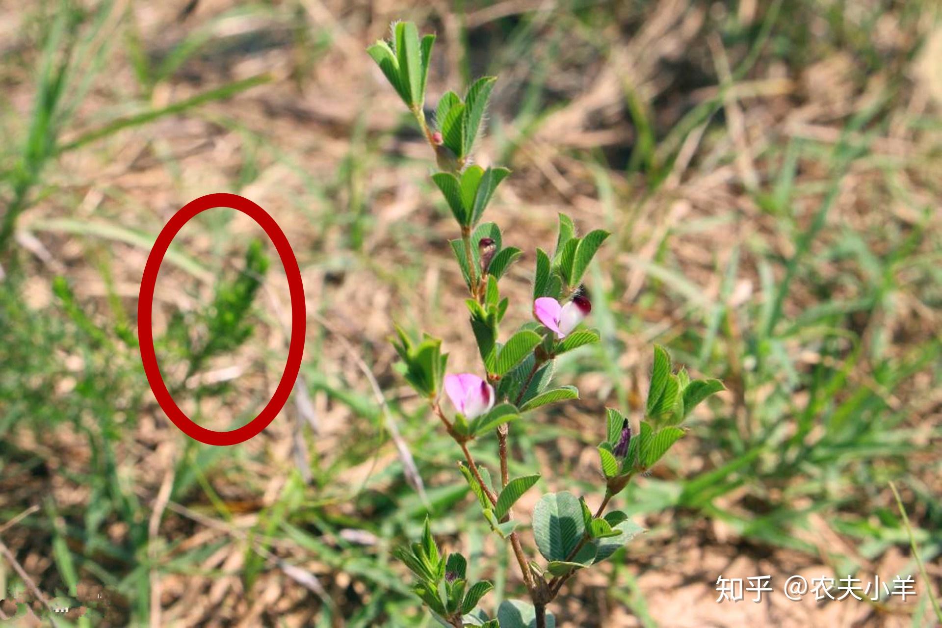 农村这种野草有很好健脾利湿的功效,可治感冒发烧,你有见过吗? - 知乎