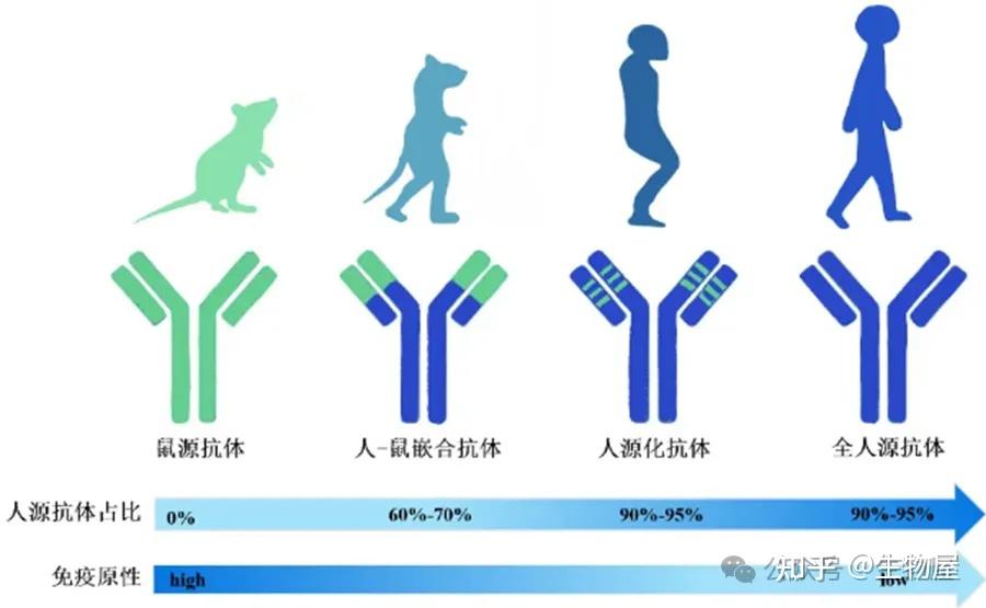 抗体药物研发(15):抗体制备之人源化抗体研制技术 - 知乎