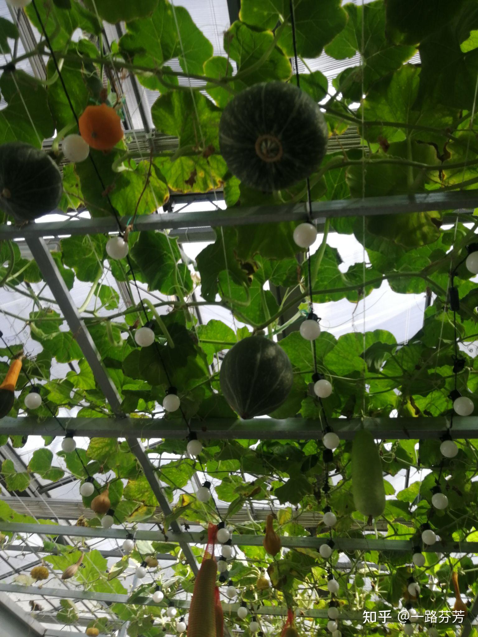 打卡农业体验园 - 知乎