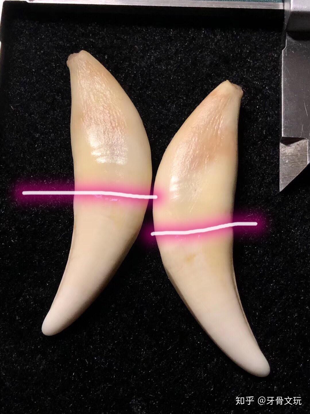 如何鉴定狼牙真假