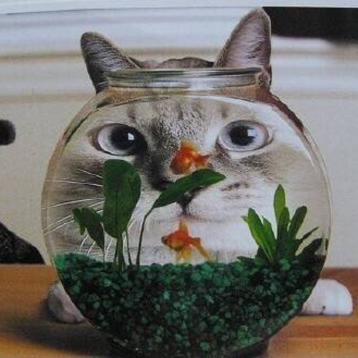 梦境迷离，解析梦见鱼逮猫的深层寓意