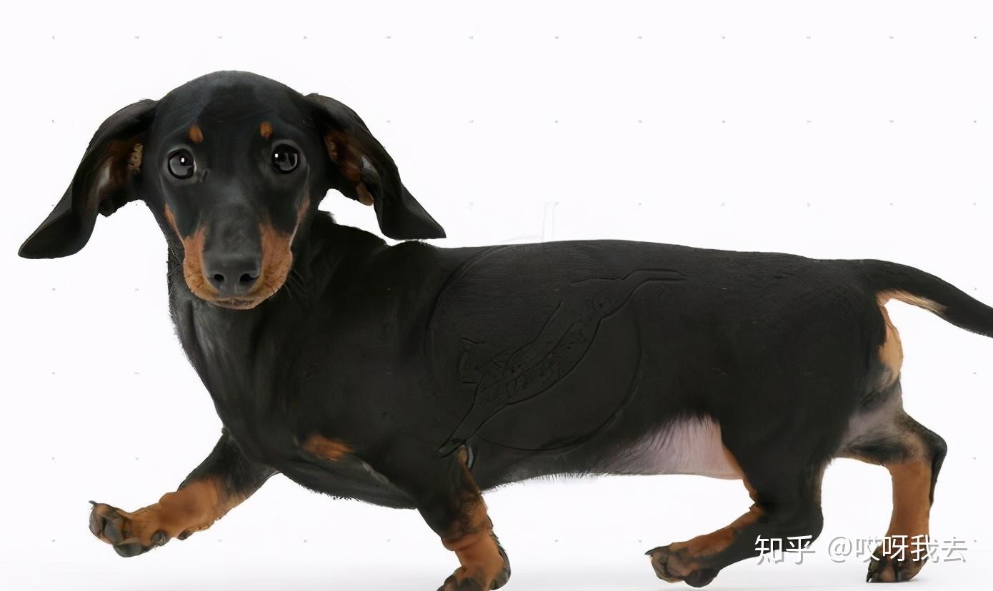 寿命:12-16年腊肠犬原产于德国,腿短身长,颜色也是以棕黑色为主,真的