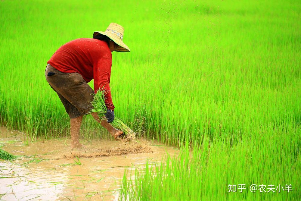 40年前农村劳动场面无法磨灭的记忆你有经历过吗
