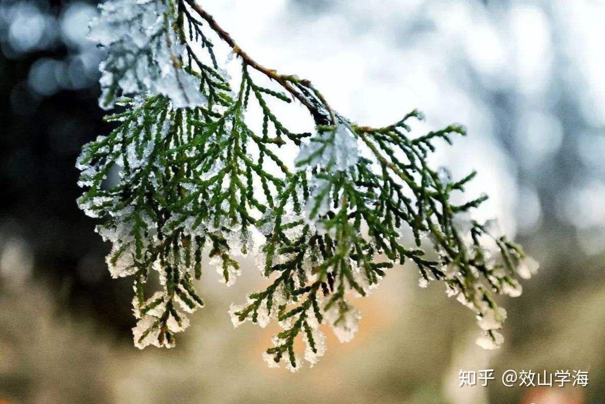 五律61庚子冬初雪