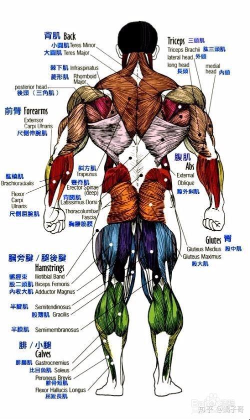 运动解剖学 - 知乎