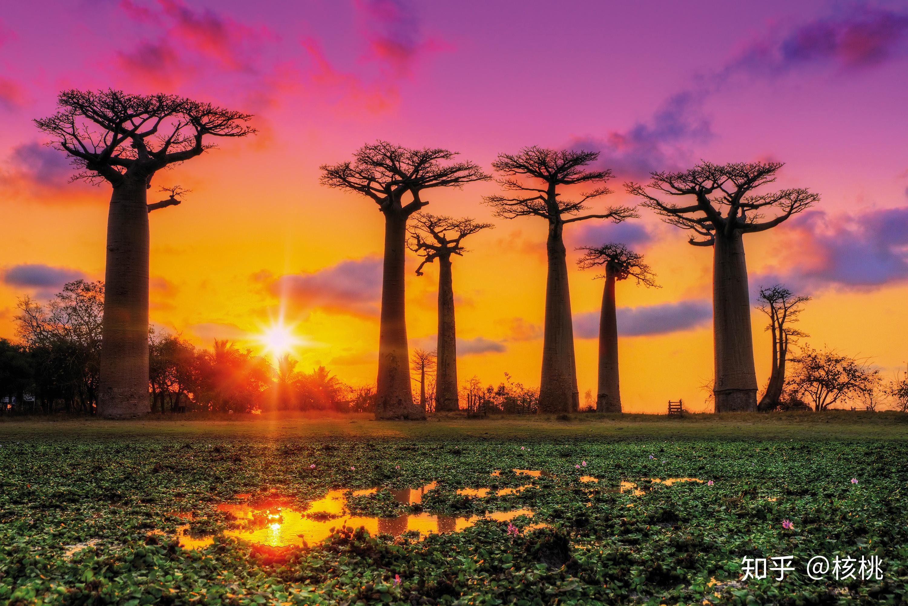 日推beautifulbaobabs