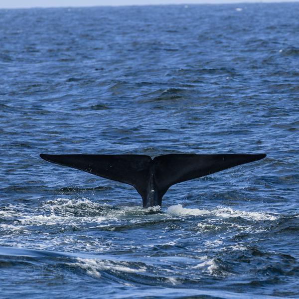 海洋里的最大哺乳动物鲸鱼