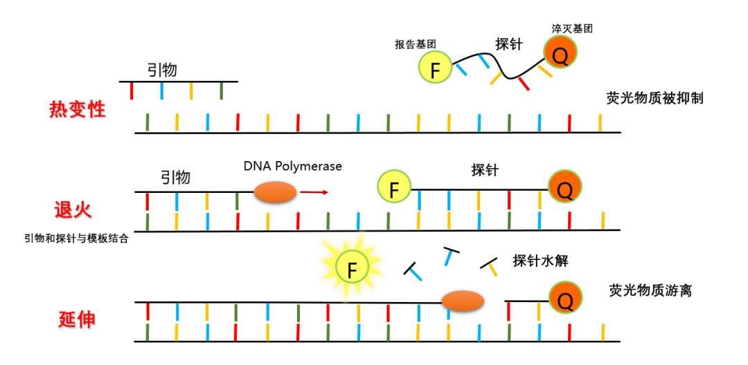 快速获取基因拷贝数与表达水平差异—实时荧光定量PCR技术(Quantitative Real-time PCR,qRt-PCR) - 知乎