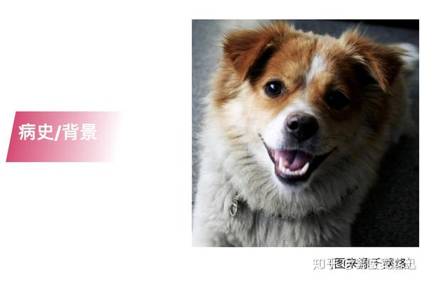 大型狗什么狗寿命最长_临沂狗狂犬_猫狗狂犬病潜伏期最长多久