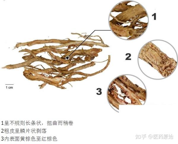 带你识别土荆皮 - 知乎