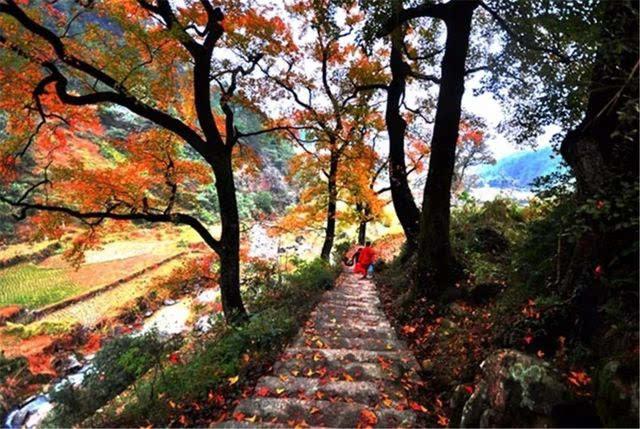 浙江秋季旅游景点推荐 文成红枫古道旅游攻略 低音号免费语音导游