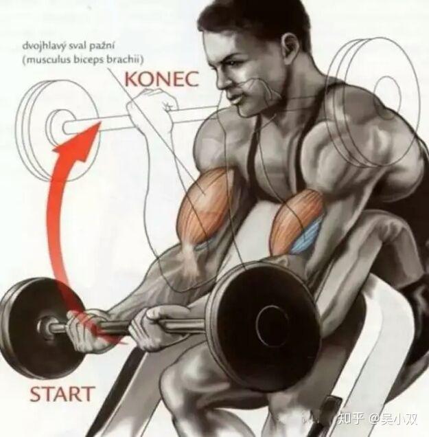 坐姿器械臂弯举