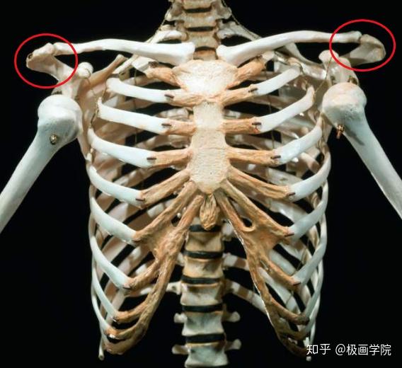 锁骨和膊头之间位置图图片