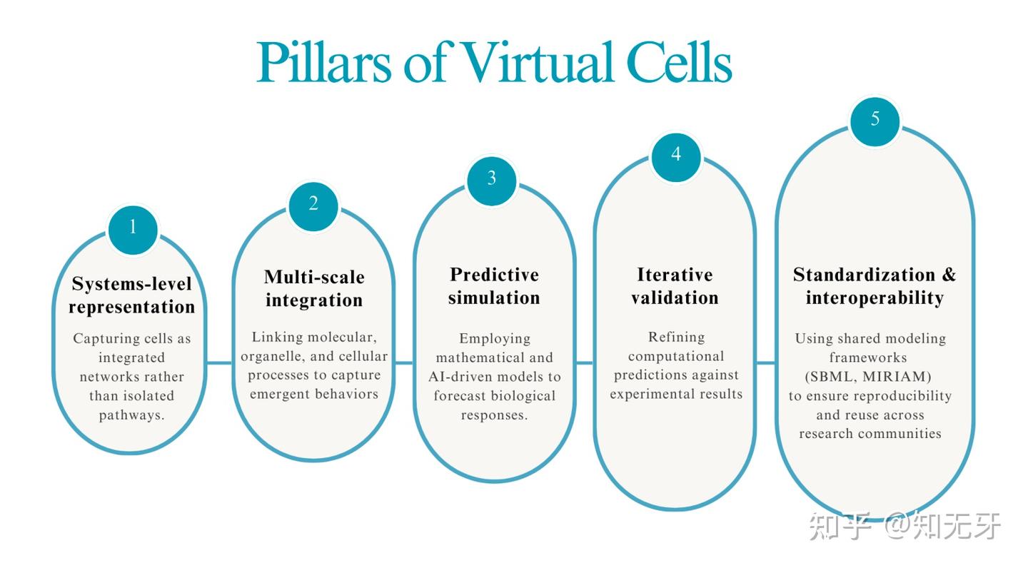 虚拟细胞(Virtual Cells):从概念框架到生物医学应用 - 知乎