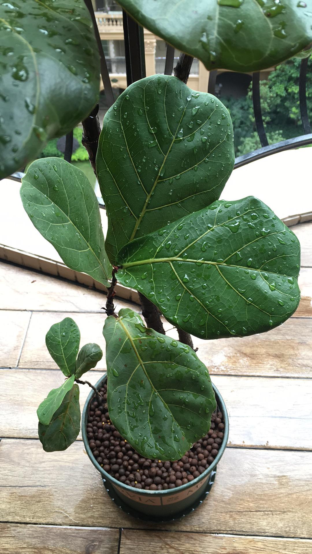 亲身验证北欧风琴叶榕