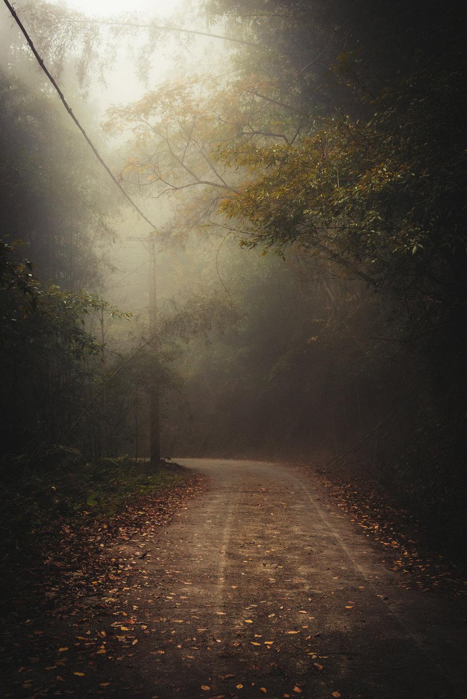 幽深的森林美到随便一张都可以做壁纸