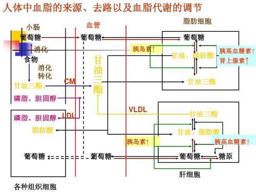 一文读懂:为什么血脂会升高 - 知乎