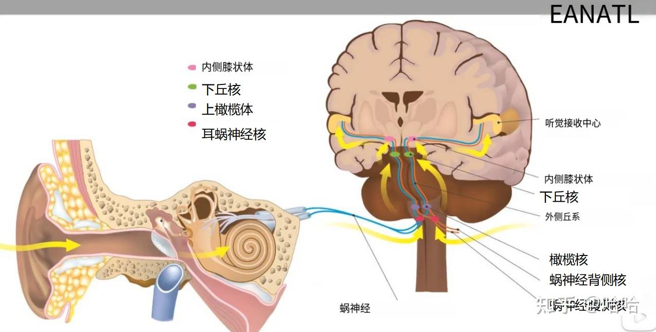 视觉、听觉传导通路 - 知乎