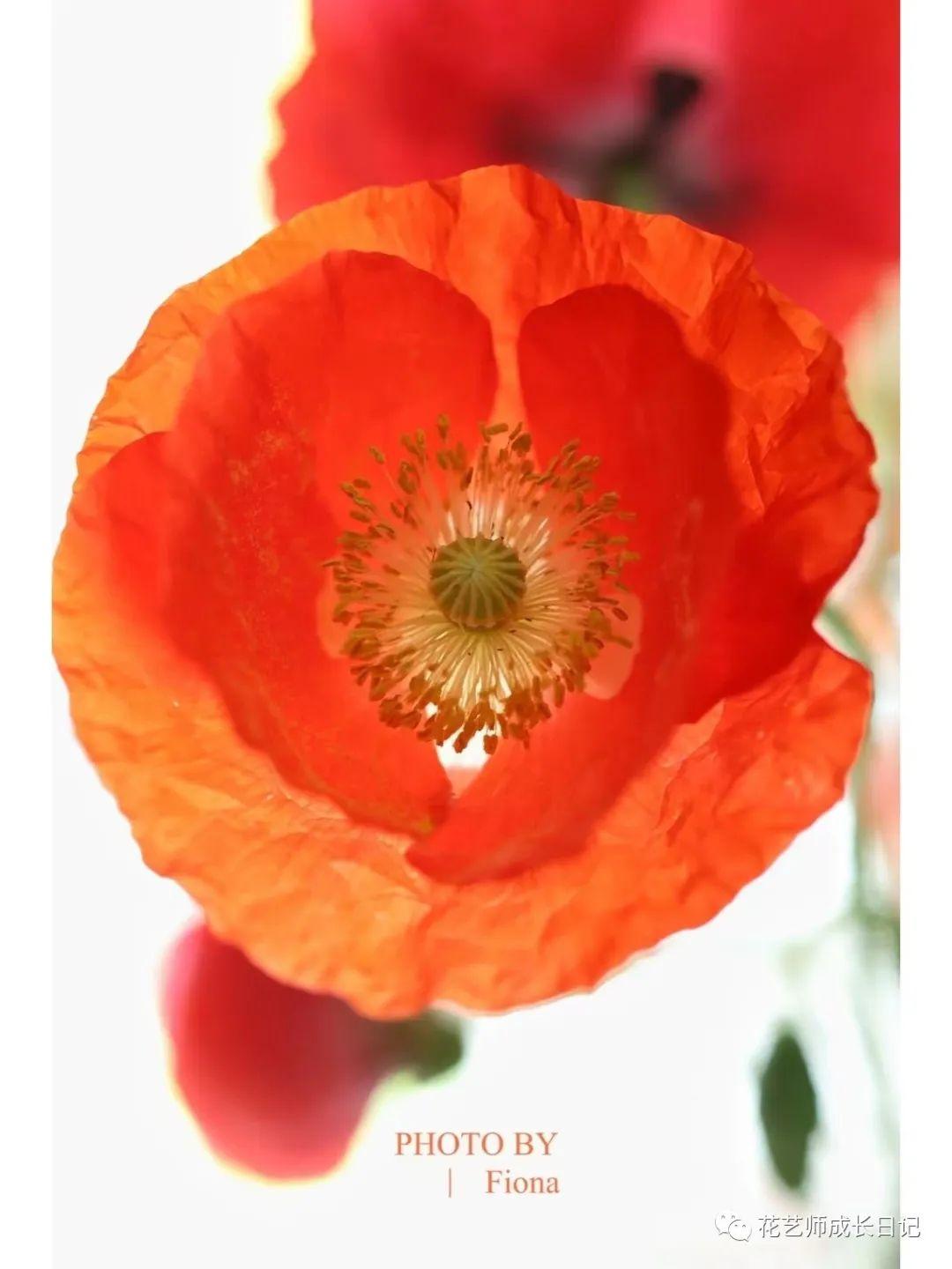 每日一花雪莉虞美人你永远不知道下一朵开出什么花vol42