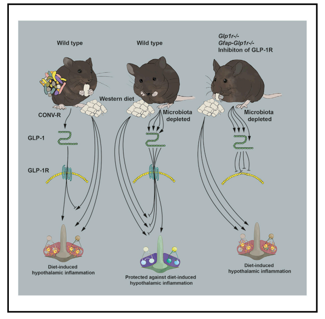 星膠中glp-1r的缺失降低了abx介導的對飲食誘導下丘腦炎症的保護作用