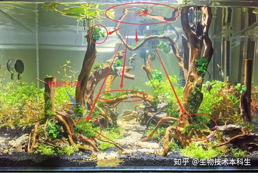 鱼缸造景思维导图丨中篇(万言详解)造景奥义