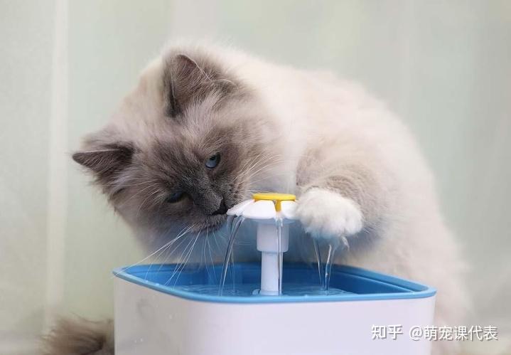 猫咪不爱喝水71医生专业建议来了75
