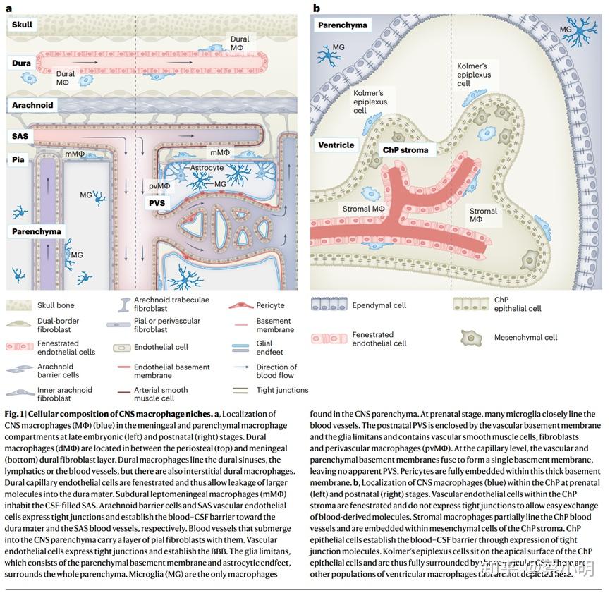 NID240_Mechanisms of myeloid cell entry to the healthy and diseased