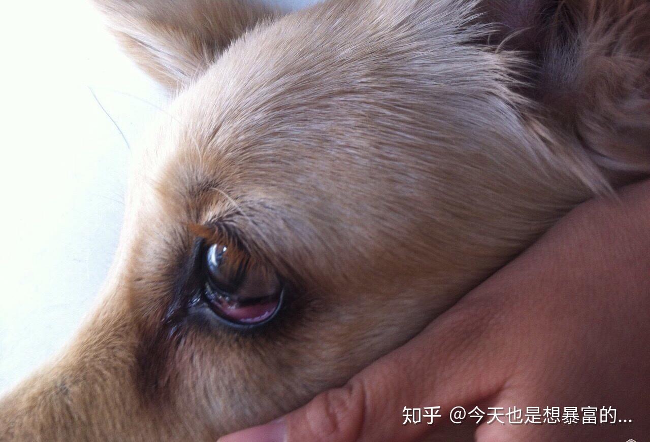 狗狗突然有了泪痕怎么办