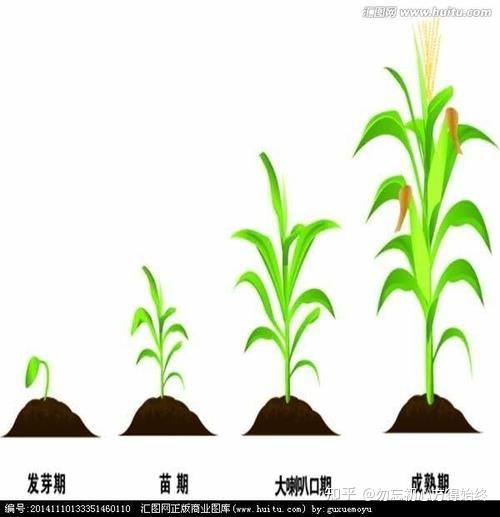 玉米的生长周期图片