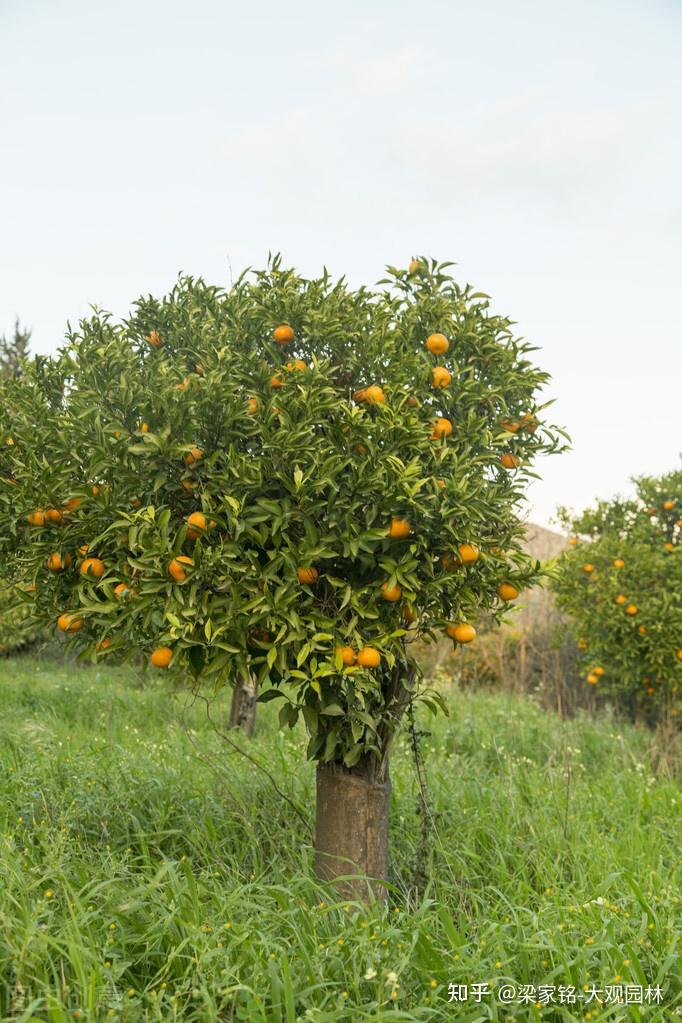 园林柑橘有何历史故事